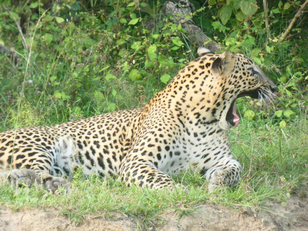 Lavender Home Yala Safari Tissamaharama Exteriér fotografie